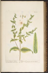 Levy 123, "A Curious Herbal" tekijältä Elizabeth Blackwell