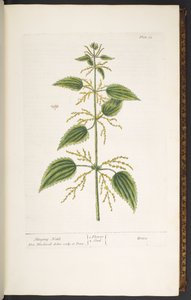 Levy 12, nokkonen, "A Curious Herbal" tekijältä Elizabeth Blackwell