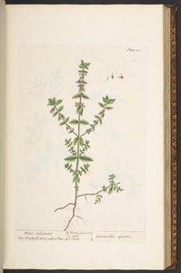 Levy 131, "Utelias yrtti" tekijältä Elizabeth Blackwell