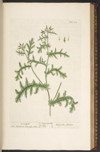 Levy 132, "Utelias yrtti" tekijältä Elizabeth Blackwell