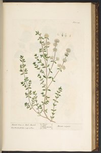 Levy 134, "Utelias yrtti" tekijältä Elizabeth Blackwell