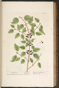 Levy 135, "Utelias yrtti" tekijältä Elizabeth Blackwell