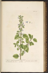 Levy 136, "Utelias yrtti" tekijältä Elizabeth Blackwell