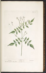 Levy 13, Jasmine, "A Curious Herbal" tekijältä Elizabeth Blackwell