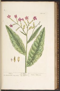 Levy 146, tupakka, "A Curious Herbal" tekijältä Elizabeth Blackwell