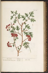 Levy 149, "A Curious Herbal" tekijältä Elizabeth Blackwell
