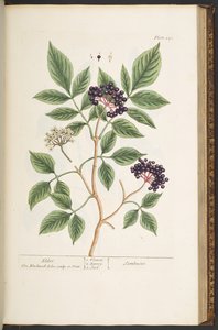 Levy 151, "A Curious Herbal" tekijältä Elizabeth Blackwell