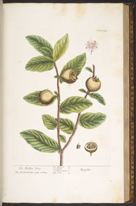 Levy 154, "A Curious Herbal" tekijältä Elizabeth Blackwell