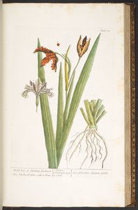 Levy 158, "A Curious Herbal" tekijältä Elizabeth Blackwell