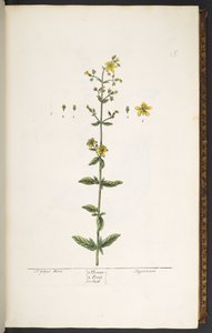 Levy 15, mäkikuisma, kirjasta "A Curious Herbal" tekijältä Elizabeth Blackwell