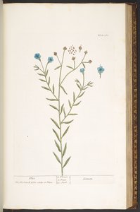 Levy 160, "A Curious Herbal" tekijältä Elizabeth Blackwell