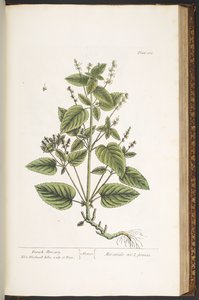 Levy 162, "A Curious Herbal" tekijältä Elizabeth Blackwell