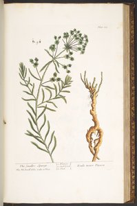 Levy 163, "A Curious Herbal" tekijältä Elizabeth Blackwell