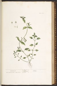 Levy 164, "A Curious Herbal" tekijältä Elizabeth Blackwell