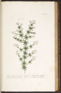 Levy 168, "A Curious Herbal" tekijältä Elizabeth Blackwell