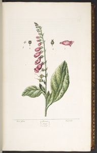Levy 16, Fox Glove, "A Curious Herbal" tekijältä Elizabeth Blackwell