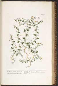 Levy 170, "A Curious Herbal" tekijältä Elizabeth Blackwell