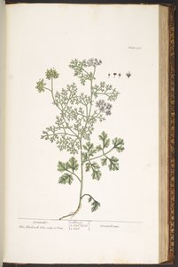 Levy 176, "A Curious Herbal" tekijältä Elizabeth Blackwell