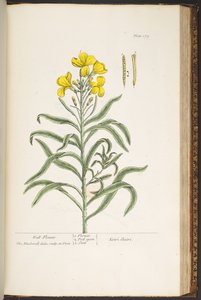 Levy 179, "A Curious Herbal" tekijältä Elizabeth Blackwell
