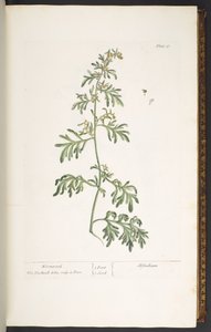 Levy 17, Koiruoho, "A Curious Herbal" tekijältä Elizabeth Blackwell