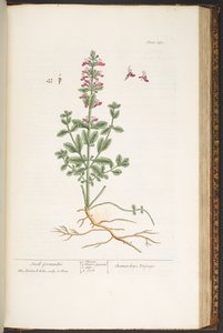 Levy 180, "A Curious Herbal" tekijältä Elizabeth Blackwell