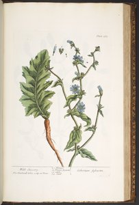 Levy 183, "A Curious Herbal" tekijältä Elizabeth Blackwell