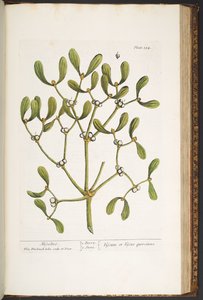 Levy 184, Misteli, "A Curious Herbal" tekijältä Elizabeth Blackwell