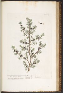Levy 187, Juniper Tree, "Utelias yrtti" tekijältä Elizabeth Blackwell