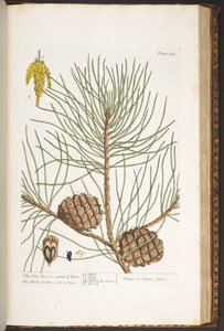 Levy 189, "A Curious Herbal" tekijältä Elizabeth Blackwell