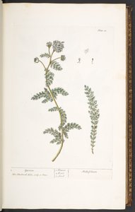 Levy 18, Yarrow, "A Curious Herbal" tekijältä Elizabeth Blackwell