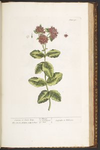 Levy 191, Orpine tai Live-Long, "A Curious Herbal" tekijältä Elizabeth Blackwell