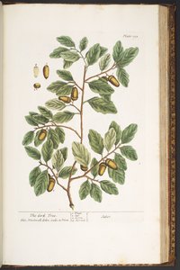 Levy 193, "A Curious Herbal" tekijältä Elizabeth Blackwell