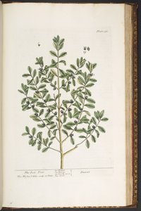 Levy 196, "A Curious Herbal" tekijältä Elizabeth Blackwell