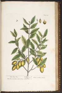 Levy 199, "A Curious Herbal" tekijältä Elizabeth Blackwell