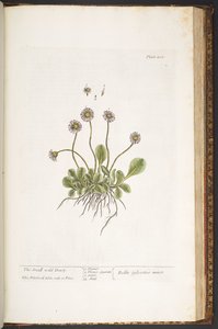 Levy 200, Pieni villi päivänkakkara, "A Curious Herbal" tekijältä Elizabeth Blackwell