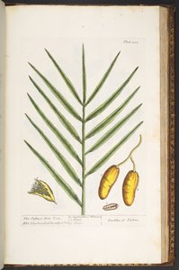 Levy 202, "A Curious Herbal" tekijältä Elizabeth Blackwell