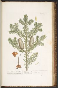 Levy 203, "A Curious Herbal" tekijältä Elizabeth Blackwell