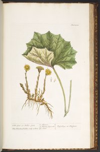 Levy 204, "A Curious Herbal" tekijältä Elizabeth Blackwell