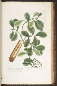 Levy 206, "A Curious Herbal" tekijältä Elizabeth Blackwell