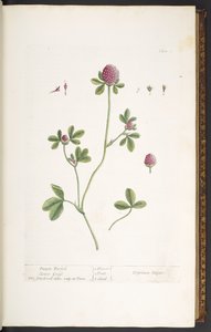Lauta 20, Purple Trefoil Clover Grass, "A Curious Herbal" tekijältä Elizabeth Blackwell