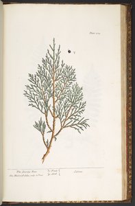 Levy 214, "A Curious Herbal" tekijältä Elizabeth Blackwell