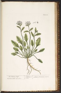 Levy 218, "A Curious Herbal" tekijältä Elizabeth Blackwell