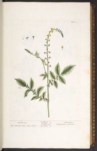 Levy 21, Agrimony, "A Curious Herbal" tekijältä Elizabeth Blackwell