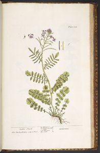 Levy 223, "A Curious Herbal" tekijältä Elizabeth Blackwell