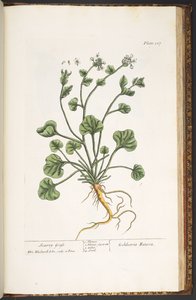 Levy 227, "A Curious Herbal" tekijältä Elizabeth Blackwell