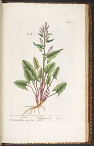 Levy 230, "A Curious Herbal" tekijältä Elizabeth Blackwell