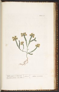 Levy 232, "A Curious Herbal" tekijältä Elizabeth Blackwell