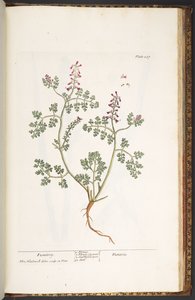 Levy 237, Fumitory, "A Curious Herbal" tekijältä Elizabeth Blackwell