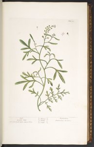 Làmina 23, Garden Cress, de 