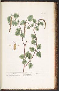 Levy 240, "A Curious Herbal" tekijältä Elizabeth Blackwell
